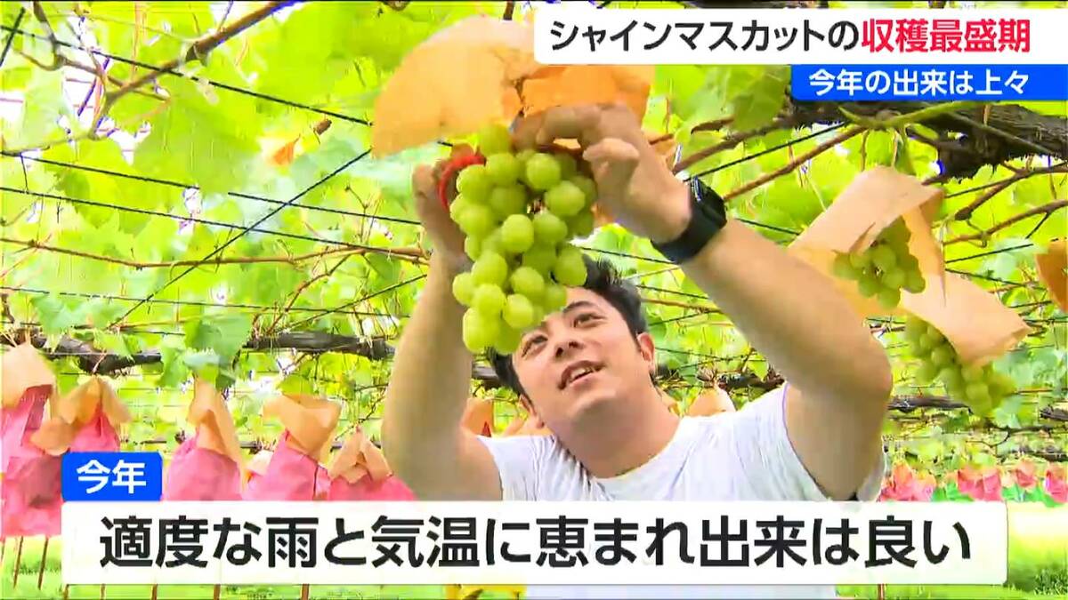 シャインマスカット収穫最盛期 価格は2房 約3,000円 出来は良好で炭酸