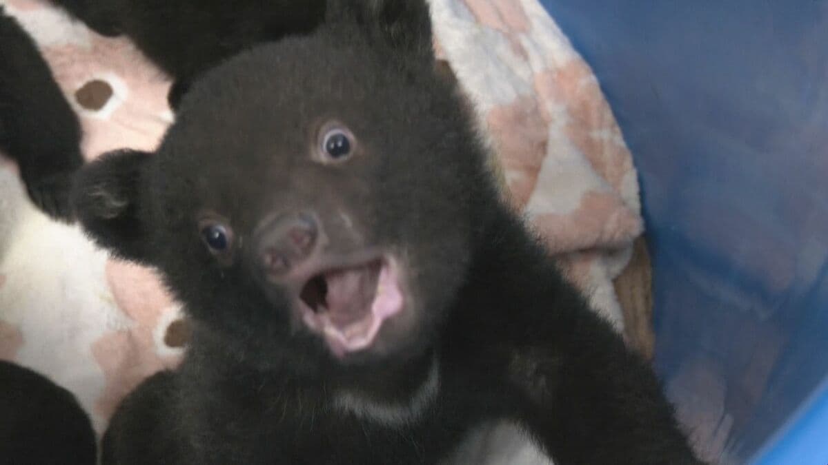 クマの赤ちゃんと記念撮影 ツキノワグマ11頭誕生した奥飛騨クマ牧場 1日3回のミルクで3キロほどに 岐阜･高山市