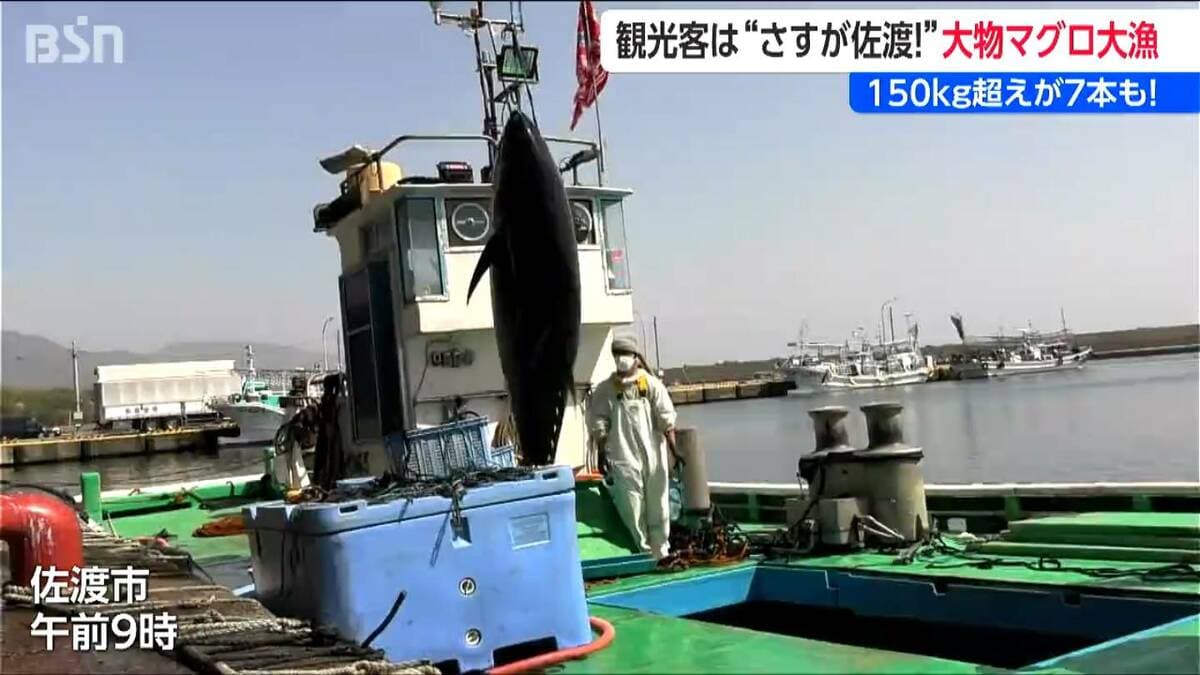 サムネイル_web）本マグロ豊漁！例年より1か月早く　150キロ超の大物 続々水揚げに漁港沸く　新潟・佐渡市