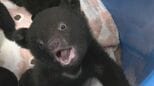 クマの赤ちゃんと記念撮影 ツキノワグマ11頭誕生した奥飛騨クマ牧場 1日3回のミルクで3キロほどに 岐阜･高山市|TBS NEWS DIG