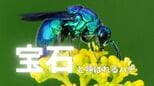 "宝石蜂"という異名をもつ美しいハチ「オオセイボウ」"幸せのブルービー"「ルリモンハナバチ」の知られざる生態【岡山】|TBS NEWS DIG