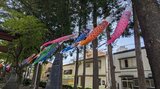 5月のさわやかな空のもと、神社の境内で150匹の鯉のぼりが風を受け気持ちよさそうに泳ぐ 盛岡市|TBS NEWS DIG