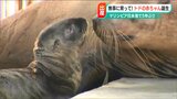 「お父さんが見守る中…」5年ぶりにトドの赤ちゃん誕生 新潟市水族館マリンピア日本海|TBS NEWS DIG