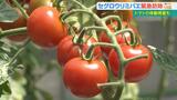 農家 「県外に出せなくて沖縄に(野菜が)溢れたら値段も下がる」 ウリ科の植物に被害をもたらすセグロウリミバエ 根絶に向けた「緊急防除」がスタート|TBS NEWS DIG