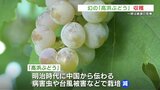 “幻”の「高浜ぶどう」今年も収穫　栽培減少で一時は絶滅の危機【熊本・天草市】|TBS NEWS DIG