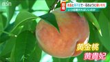 「石みたいに硬い。カッチカチだ」甘く熟れずに暑さに悲鳴 桃の“収穫時期”すら見通せず…|TBS NEWS DIG