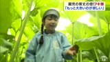「もっともっと大きいフキが欲しい!」園児たちが自分の倍ほど大きい“秋田フキ”のトンネルを探検 約1万2000本ものフキ畑 | 青森のニュース│ATV NEWS│青森テレビ