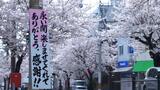 「桜がなかったら家族揃って写真を撮ることもなかった」ありがとう６０年間愛された『桜通り』...魅了されて引っ越してきた人も　伐採決まり迎えた“最後の春”|TBS NEWS DIG