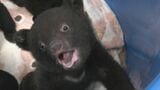 クマの赤ちゃんと記念撮影 ツキノワグマ11頭誕生した奥飛騨クマ牧場 1日3回のミルクで3キロほどに 岐阜･高山市|TBS NEWS DIG