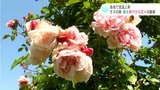 「すごくきれいで感激してます」モネの庭でバラが見ごろ 30℃を超える真夏日となった所も | 高知のニュース・天気|KUTV NEWS | KUTVテレビ高知
