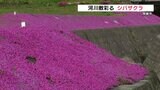 “河川敷をピンク色に彩る”  地域住民が植え続けた7000株のシバザクラが見頃  熊本・阿蘇市 | 熊本のニュース|RKK NEWS|RKK熊本放送