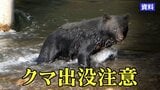 右前足の付け根に引っかかれたような傷　クマに襲われたとみられるカモシカの死骸見つかる　前日には動物の唸り声も　岩手・一関市　|　IBC NEWS | IBC岩手放送