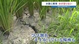 「水が欲しい」干上がる田んぼ 震度6強の爪痕深く… 猛暑酷暑の熊本で水不足が阻む復旧|TBS NEWS DIG