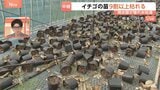 「鉢が倒れていくのを見ているしか」イチゴ農家　ほとんどの鉢が地震で倒れる　用水路から水引けず苗の9割以上枯れる　熊本・八代市|TBS NEWS DIG