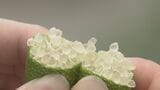 世界が注目! “森のキャビア” フィンガーライムの魅力 爽やかな酸味&プチプチ食感  愛知・田原市のふるさと納税の返礼品にも|TBS NEWS DIG