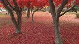 紅葉のピークは過ぎ冬の訪れを感じる朝に 盛岡城跡公園 岩手県内は雪となるところも|TBS NEWS DIG