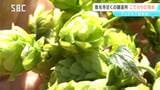 長野市の善光寺近くで栽培されたホップを初収穫 新たなビールが完成 スマート農業の可能性も探る ブルワリー代表のこだわりとは!|TBS NEWS DIG