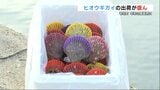 色鮮やかな「ヒオウギガイ」年末の贈答用に向けて出荷盛ん　浜焼き、刺身、鍋の具材に　熊本県苓北町　|　熊本のニュース｜RKK NEWS｜RKK熊本放送