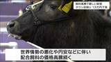 子牛の初競り 平均価格56万9000円で“去年より13万円ほど下落” 買い付け肥育農家も経営厳しく 宮城・美里町|TBS NEWS DIG