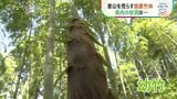 里山荒らす竹害を防ぐために　孟宗竹のメンマで新たな挑戦　SDGs特集|TBS NEWS DIG