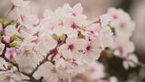 全国で最も早く福岡でサクラが「満開」に 去年より5日早く平年より3日早い 季節外れの暖かさで開花から3日で満開に | 福岡のニュース|RKB NEWS|RKB毎日放送