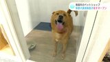 「家族として受け入れて頂けるところに一匹でも多く行けたら…」ペットショップに保護犬の譲渡施設が完成(高知) | 高知のニュース・天気|KUTV NEWS | KUTVテレビ高知