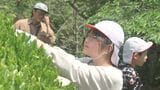 小中学生が地元の特産、新茶の摘み取り体験 66キロを収穫 大分佐伯市 | 大分のニュース|OBS NEWS|大分放送