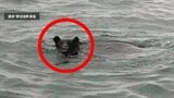 海には“泳ぐクマ” 畑には“リンゴ泥棒のクマ”が… 青森県で後を絶たないクマの出没 海で動画撮影の漁師は「着実に陸地に進んでいたので『これは危険だな』と…」 どちらも体長1m超【熊災】 | 青森のニュース│ATV NEWS│青森テレビ