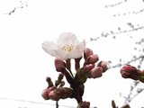 長野市に桜前線が到来!長野地方気象台がソメイヨシノの標本木で開花を確認…平年より3日早く 5日ほどで満開に|TBS NEWS DIG