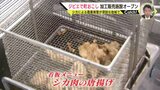 「頂いた命は無駄にしたくない」シカによる農作物への被害が深刻な地域で新たな試み “ジビエで町おこし” 広島市で初となる加工・販売施設がオープン|TBS NEWS DIG