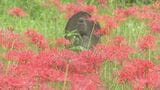 境内を赤く染めて 秋を彩るヒガンバナが見頃に 長野・松川町 | SBC NEWS | 長野のニュース | SBC信越放送