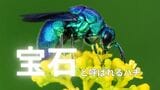 "宝石蜂"という異名をもつ美しいハチ「オオセイボウ」"幸せのブルービー"「ルリモンハナバチ」の知られざる生態【岡山】|TBS NEWS DIG