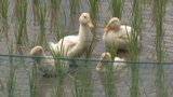 かわいい助っ人が大活躍のアイガモ農法 米どころ北杜市で始まる|TBS NEWS DIG