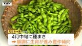 夏の味覚『だだちゃ豆』出荷始まる 生育順調で豊作に!担当者「非常においしい味に仕上がってきている」(山形) | 山形のニュース│TUYテレビユー山形