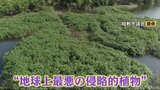 “地球上最悪の侵略的植物”が大繁殖！新米にも影響が「刈り取りができない」恐るべき繁殖力で駆除してもまた増える…|TBS NEWS DIG