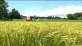 宮城県のイネの刈り取り進捗率20.7%　記録的な猛暑でイネの生育早く　|　宮城のニュース│tbc NEWS│tbc東北放送