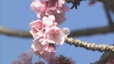 春の便り　カンヒザクラ（寒緋桜）が見ごろ 　|　名古屋・愛知・岐阜・三重のニュース【CBC news】 | CBC web
