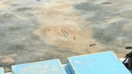 宇和島で赤潮被害 養殖業者を直撃 愛媛　|　愛媛のニュース - Nスタえひめ｜あいテレビは6チャンネル