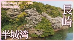 海に咲く山桜 長崎県・壱岐市【JNN sakuraドローンDIG 2023】|TBS NEWS DIG