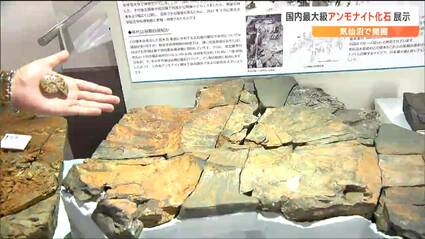 でかすぎます」国内最大級“直径1.2メートル”巨大アンモナイトの化石を