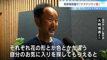 梅雨を前に涼やかに咲く約70鉢 「ヤマアジサイ展」お気に入りを探す
