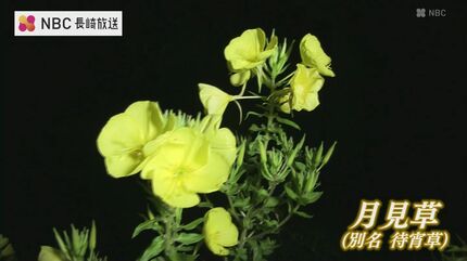 月あかりの下10分ほどで花開く月見草【長崎県五島市 堂崎教会】 | 長崎