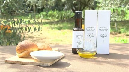 小豆島のオリーブ新品種が収獲の最盛期 愛称は「せとみどり」 実が