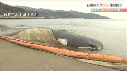 死因は特定できず」“漂着クジラの死骸”砂浜への埋却処分完了「なるべく