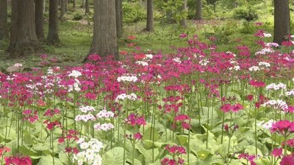 色とりどりの“クリンソウ”が見頃 山の斜面に約15万本 岐阜・高山市