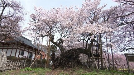 樹齢2000年の巨木「山高神代桜」 日本さくら名所100選「大法師公園