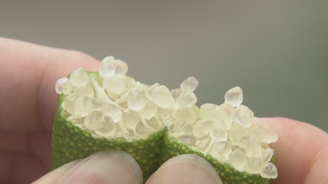 世界が注目! “森のキャビア” フィンガーライムの魅力 爽やかな酸味&プチプチ食感  愛知･田原市のふるさと納税の返礼品にも|TBS NEWS DIG