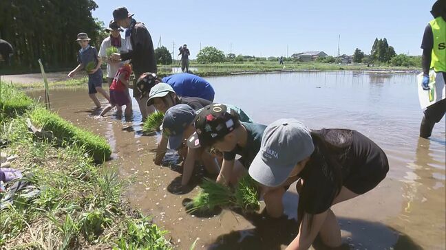 「めっちゃ転んだ」田んぼアートの田植えに約３００人　今年の絵柄は人気ゲーム「天穂のサクナヒメ」　福島・浅川町|TBS NEWS DIG