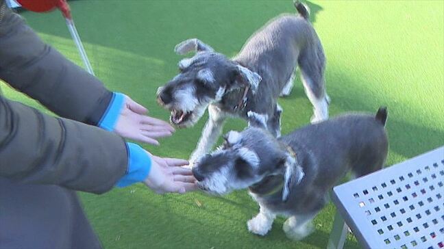 「食べっぷりは朝からもう…」ウナギ×シカでペットフード　うなぎ割烹職人のひらめきで開発　山梨|TBS NEWS DIG