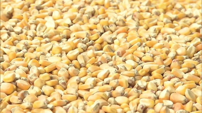 9割以上が輸入「飼料用トウモロコシ」実証栽培 大熊町で初収穫 福島|TBS NEWS DIG